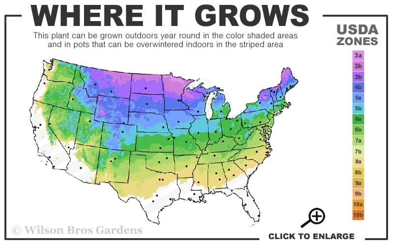 Red Osier Red Twig Dogwood (Cornus Sericea) - 3 Pack Of 1.5 Quart Pots - Image 3