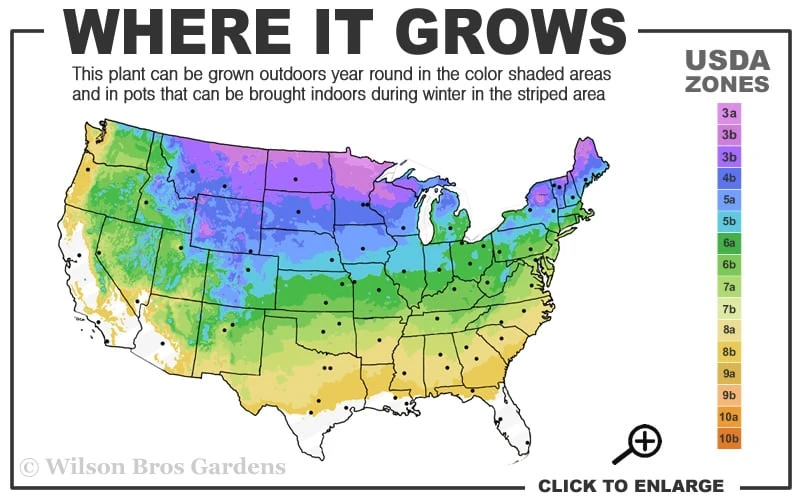 Nannyberry Viburnum - 3 Gallon Pot - Image 3