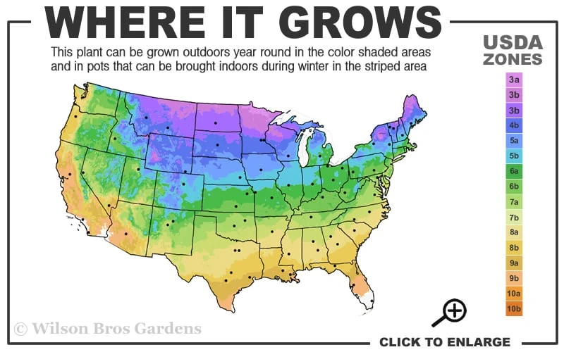 Hillier Porcelain Blue Corydalis - 1 Gallon Pot - Image 3