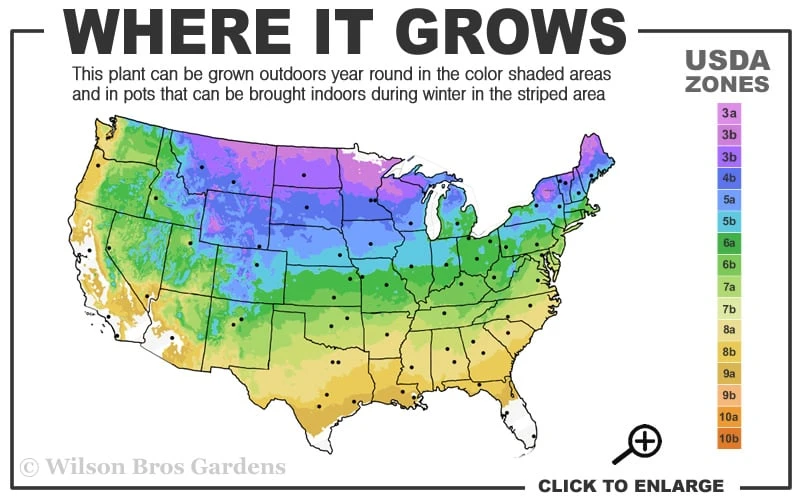 Grancy Graybeard - White Fringe Tree - 7 Gallon Pot (2-3') - Image 3