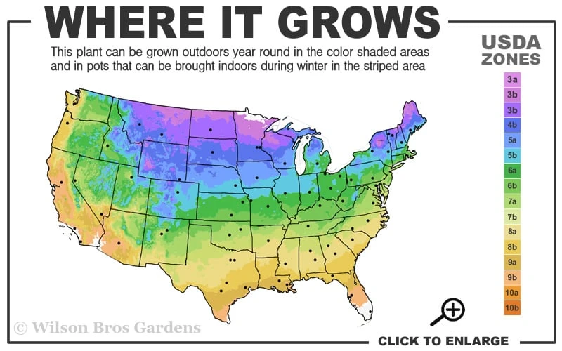 Blue Point Juniper - 1 Gallon Pot - Image 3