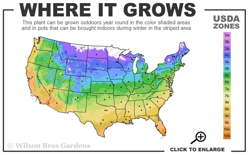 Pink Drift Groundcover Rose - 3 Gallon Pot - Image 3