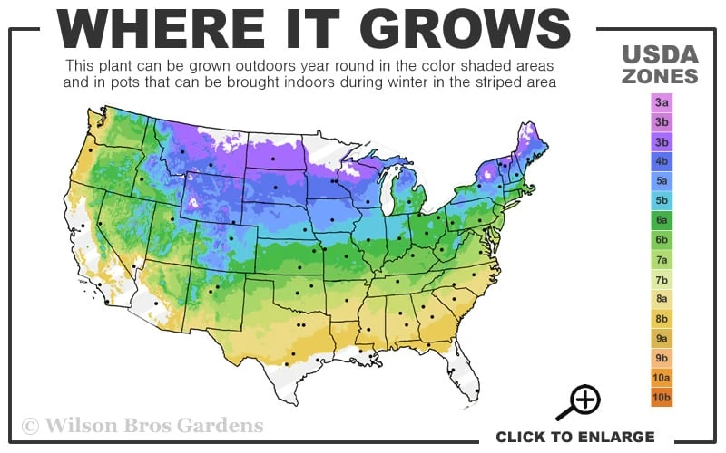 Dwarf Evergreen Snowball Viburnum 'Conoy' - 3 Gallon Pot - Image 3