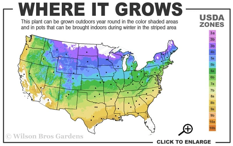 Gold Lace Juniper - 1 Gallon Pot - Image 3