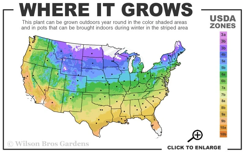 Wintergreen Boxwood - 1 Gallon Pot - Image 3