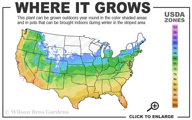 Green Shadow Sweetbay Magnolia Tree (Magnolia Virginiana) - 3 Gallon Pot (3-4') - Image 3