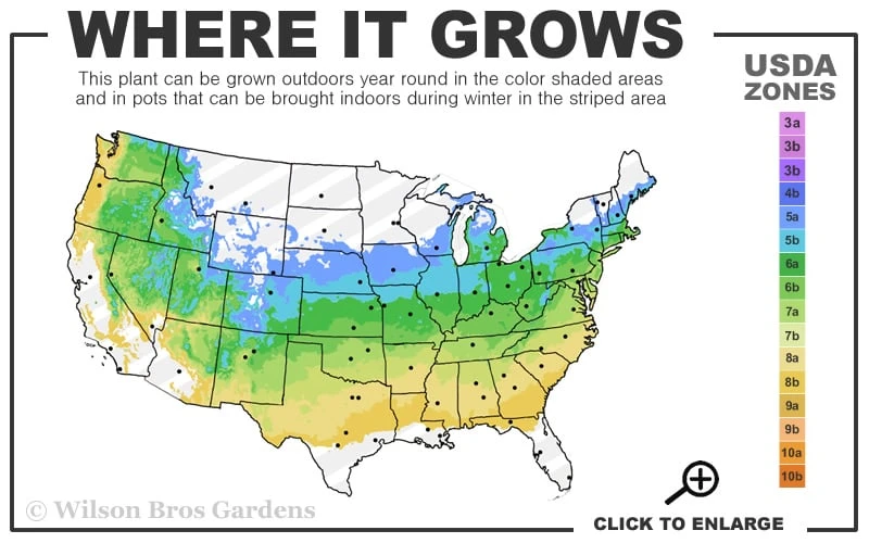 Prague Viburnum - 3 Gallon Pot - Image 3