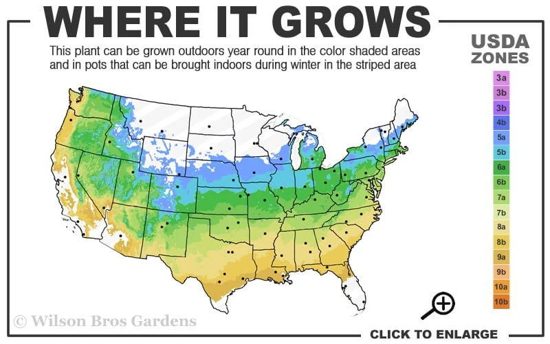 Corinthian Flowering Peach Tree - 3 Gallon Pot (4-5') - Image 3