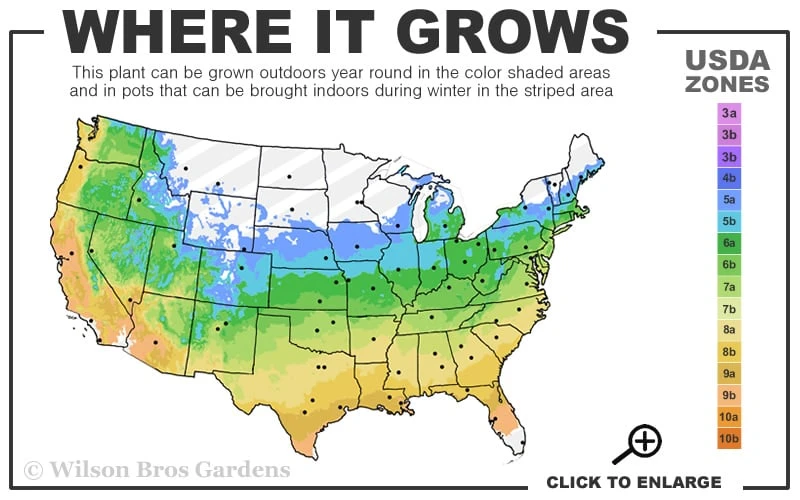Centennial Star Magnolia - 1 Gallon Pot - Image 3
