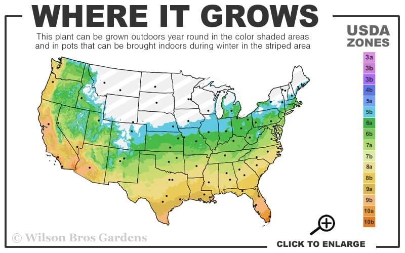 Sweetbay Magnolia (Single Trunk Tree Form) - 7 Gallon Pot (5-6') - Image 3