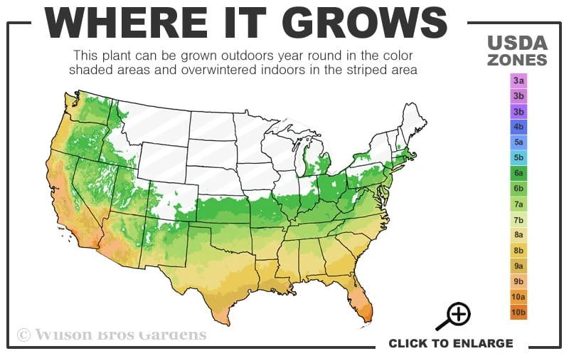 Winter's Waterlily Cold Hardy Camellia - 3 Gallon Pot - Image 3