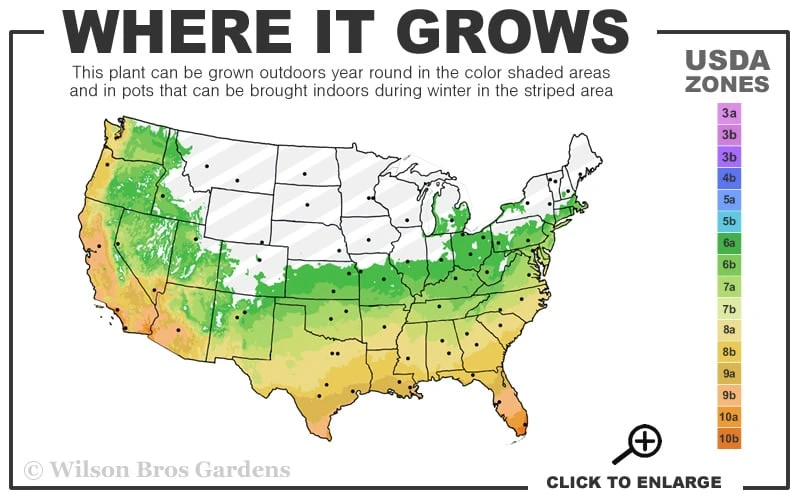 Cab Sav Cold Hardy Eucalyptus Tree (Eucalyptus Rubida) - 5 Gallon Pot - Image 3