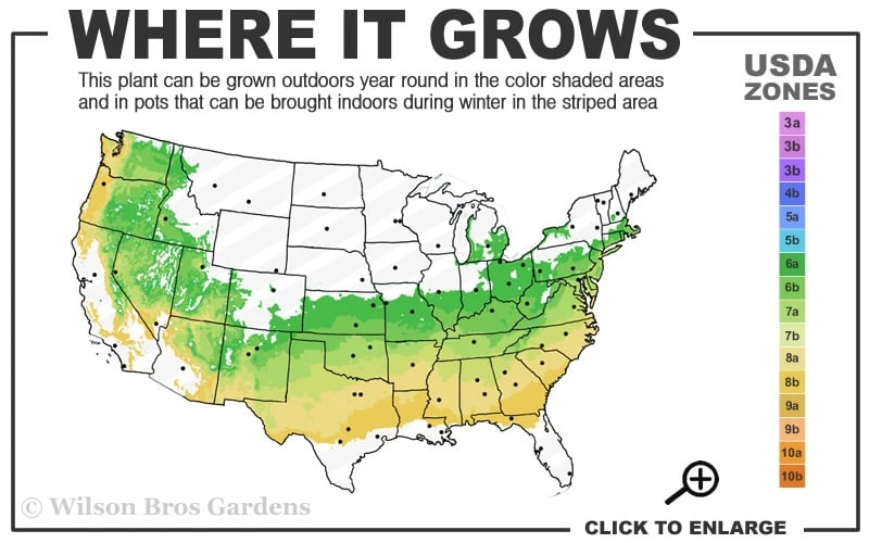 Dee Runk Columnar Boxwood - 2 Gallon Pot - Image 3