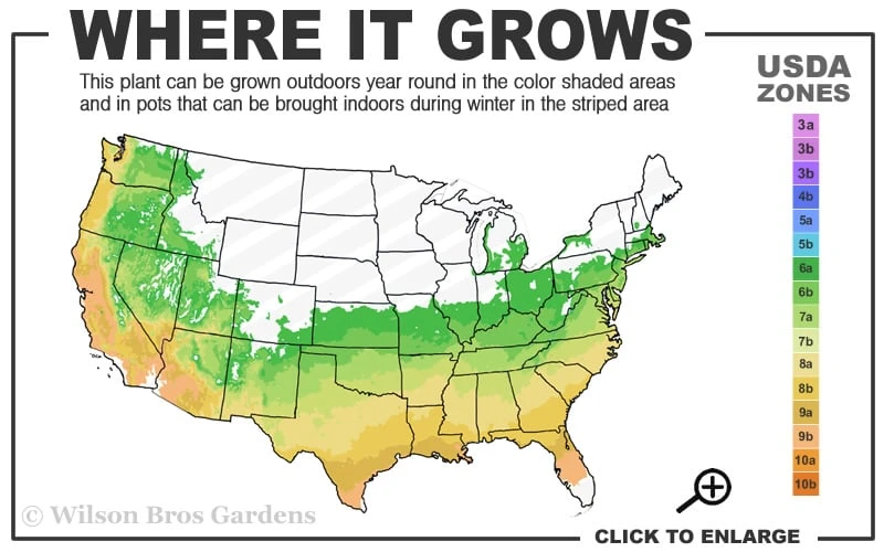 Creeping Japanese Plum Yew (Cephalotaxus Harringtonia 'Prostrata') - 1 Gallon Pot - Image 3