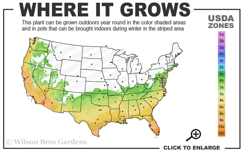 Fortune's Cold Hardy Tea Olive (Fragrant Osmanthus) - 7 Gallon Pot (3-4') - Image 3