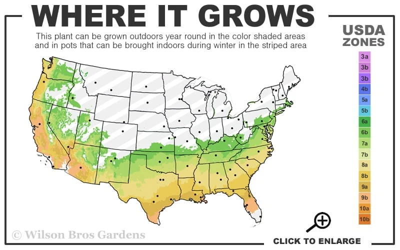 Heaven Scent Gardenia - 2 Gallon Pot - Image 3