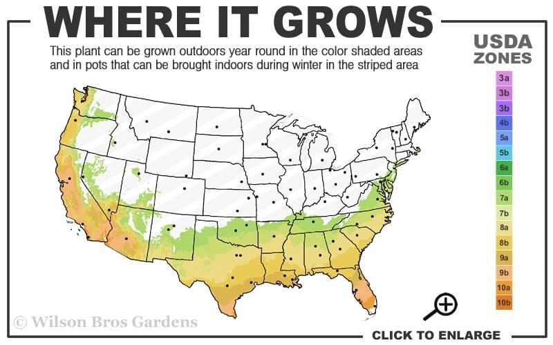 Pink Snow Camellia Sasanqua - 7 Gallon Pot (3-4') - Image 3