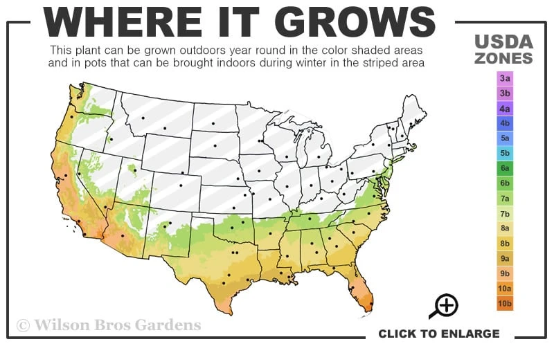 Pearl Maxwell Camellia Japonica - 3 Gallon Pot - Image 3
