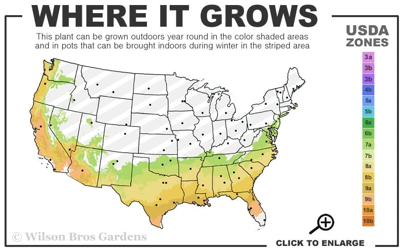 Snow N Summer Asiatic Jasmine - 1 Gallon Pot - Image 3