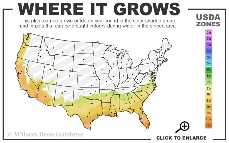 Asian Jasmine - Asiatic Jasmine - 18 Count Flat Of Pint Pots - Image 3