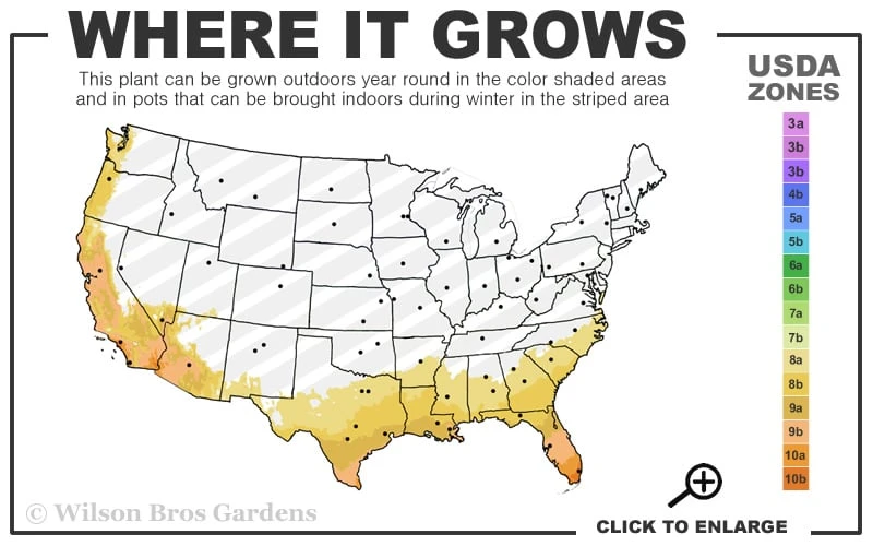 Crescent Moon Dwarf Gardenia - 6 Pack Of 1 Gallon Pots - Image 3