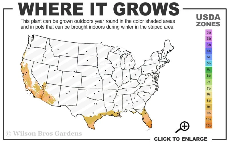 Blue Podocarpus Yew - 3 Gallon Pot - Image 3