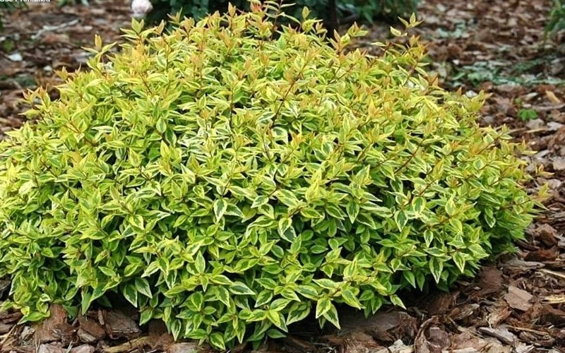 Kaleidoscope Dwarf Abelia - 2 Gallon Pot - Image 6