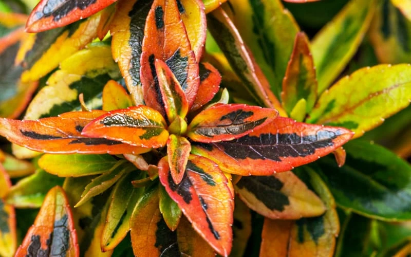 Kaleidoscope Dwarf Abelia - 2 Gallon Pot - Image 7