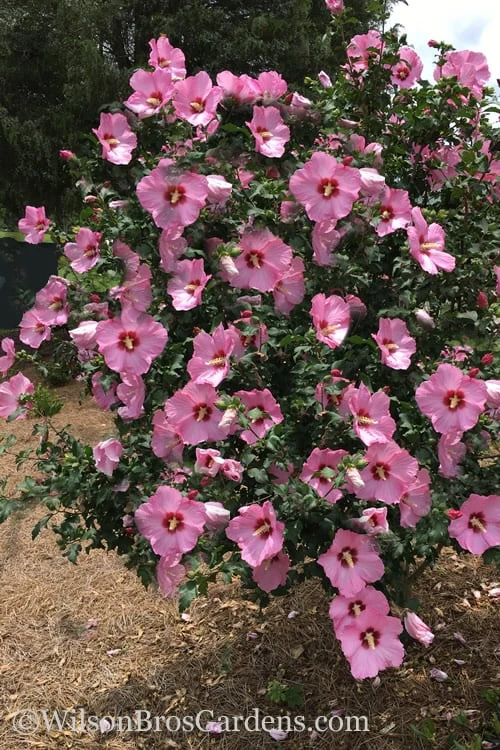 Aphrodite Rose Of Sharon (Althea / Hibiscus) - 3 Gallon Pot - Image 4