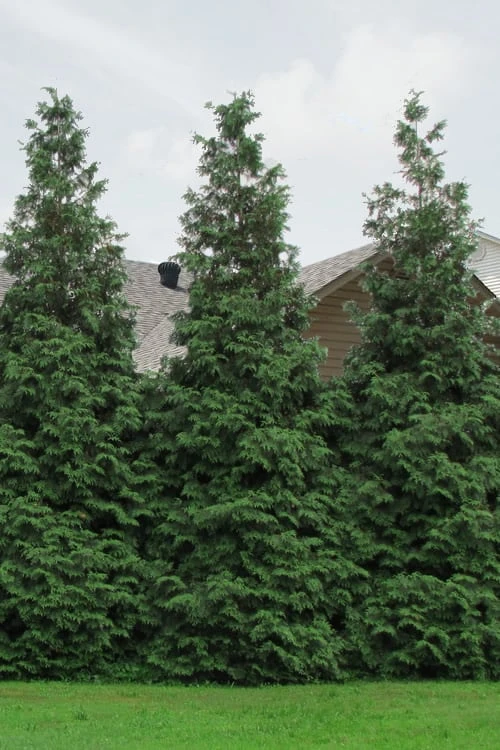 Green Giant Arborvitae (Thuja) - 5 Gallon Pot - Image 6