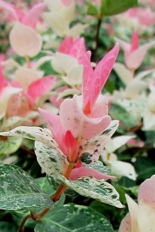 Snow N Summer Asiatic Jasmine - 1 Gallon Pot - Image 6
