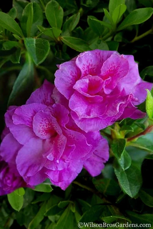 Autumn Majesty Encore Azalea - 6 Pack Of 1 Gallon Pots - Image 6