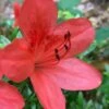 Flame Creeper Dwarf Spreading Azalea - 3 Gallon Pot