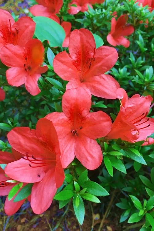 Flame Creeper Dwarf Spreading Azalea - 6 Pack Of 1 Gallon Pots - Image 4