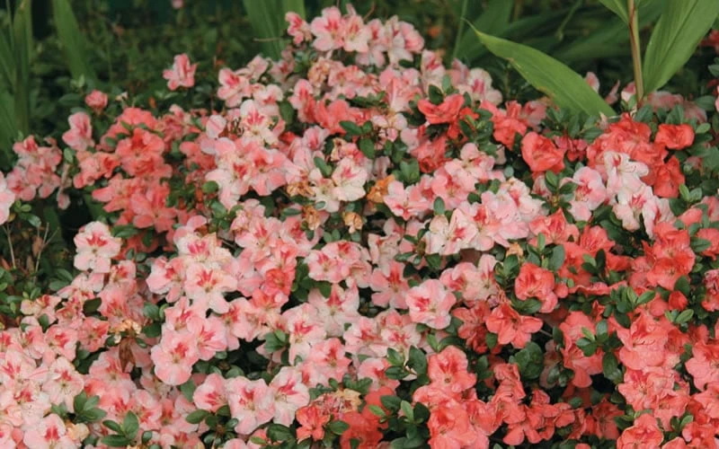 Hilda Niblett Azalea - 1 Gallon Pot - Image 5