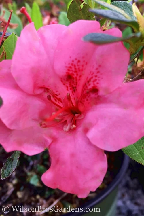 Pink Explosion Bloom 'N Again Azalea - 2 Gallon Pot - Image 4
