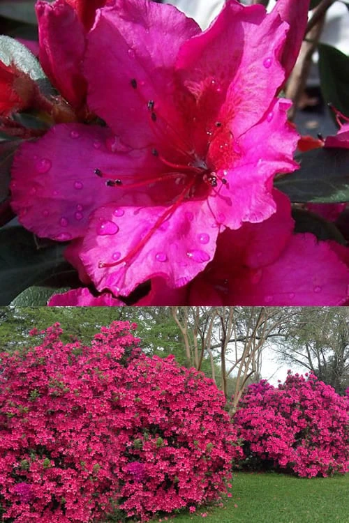 Red Formosa Azalea - 3 Gallon Pot - Image 4