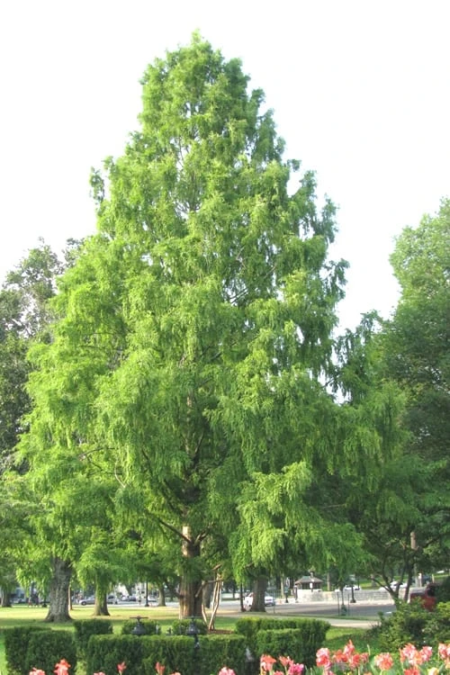 Bald Cypress - Taxodium Distichum - 3 Gallon Pot - Image 7