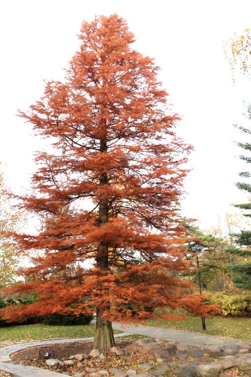 Bald Cypress - Taxodium Distichum - 3 Gallon Pot - Image 9