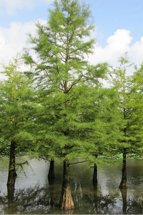 Bald Cypress - Taxodium Distichum - 5 Gallon Pot - Image 6