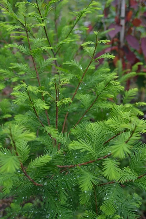 Bald Cypress - Taxodium Distichum - 5 Gallon Pot - Image 4