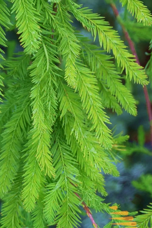 Bald Cypress - Taxodium Distichum - 5 Gallon Pot - Image 8