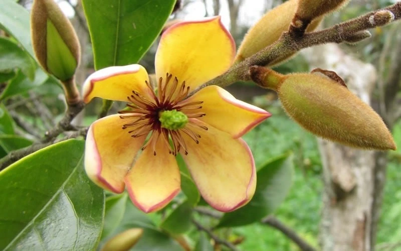 Banana Shrub - 7 Gallon Pot (4-5') - Image 4