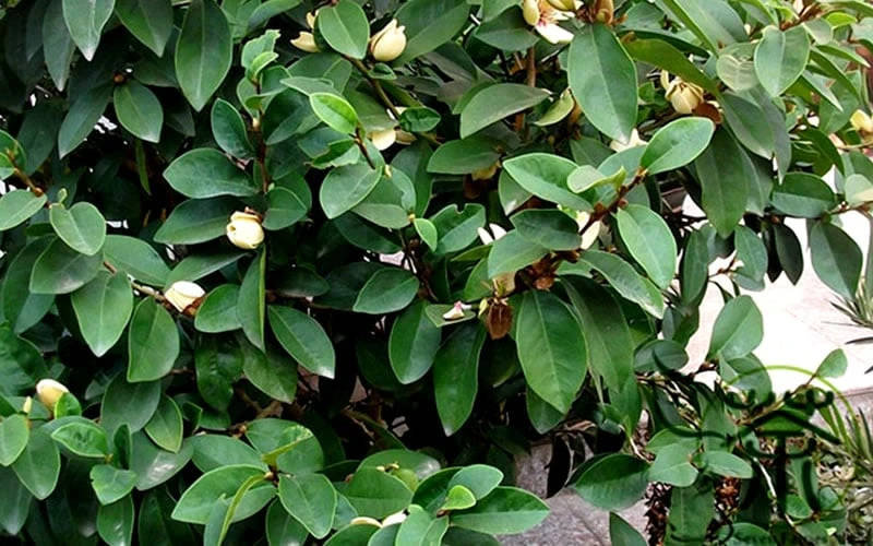 Banana Shrub - 7 Gallon Pot (4-5') - Image 7