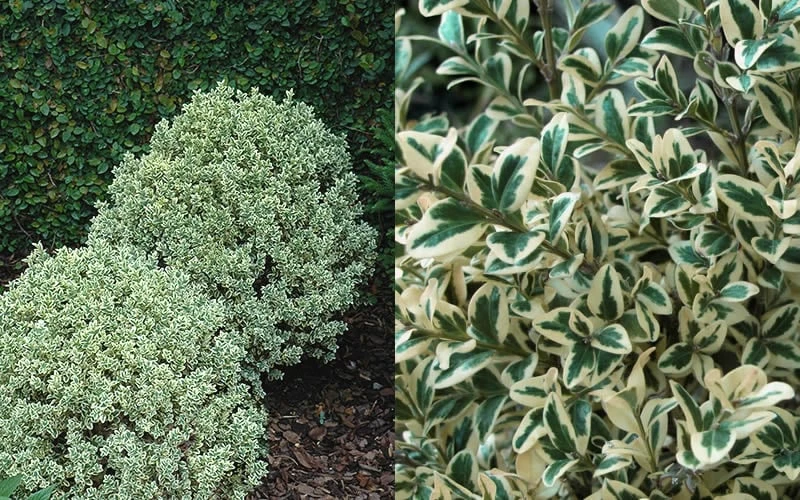 Dwarf Variegated Boxwood - 1 Gallon Pot - Image 4