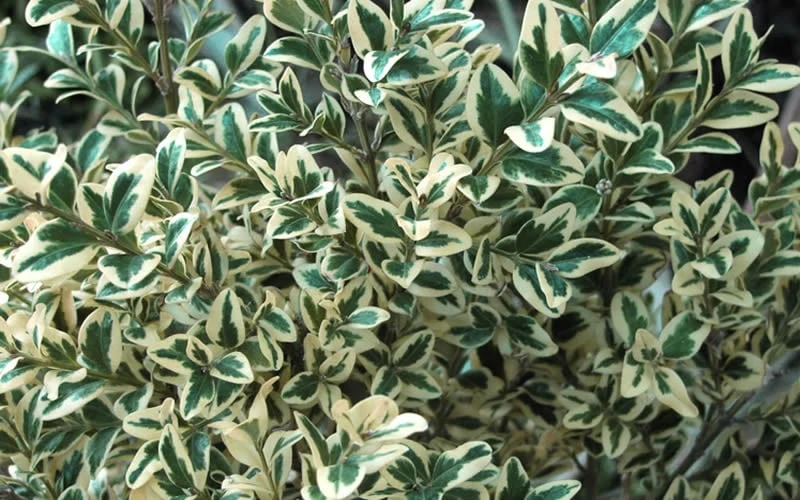 Dwarf Variegated Boxwood - 1 Gallon Pot - Image 6