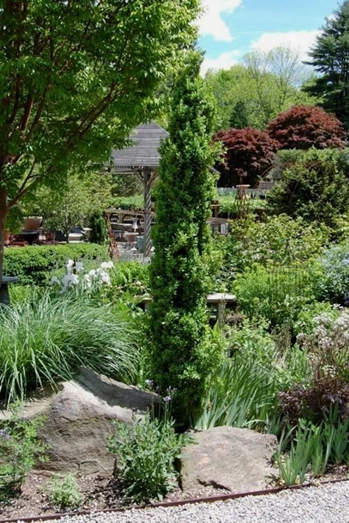 Graham Blandy Columnar Boxwood - 6 Pack Of 1 Gallon Pots - Image 4