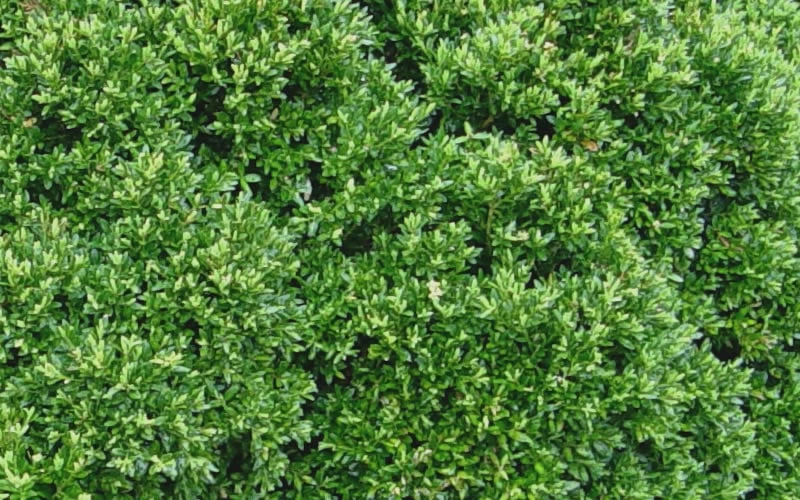 Justin Brouwers Dwarf Boxwood - 6 Pack Of 1 Gallon Pots - Image 5