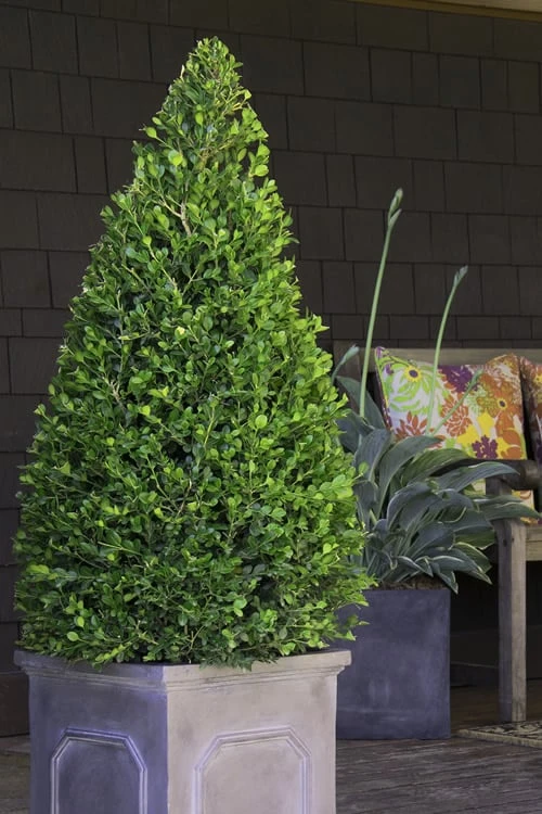 Wintergreen Boxwood - 1 Gallon Pot - Image 4