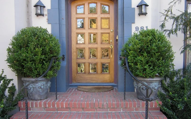 Wintergreen Boxwood - 1 Gallon Pot - Image 5